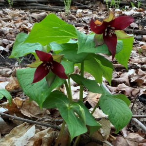 Trillium